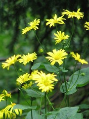 Doronicum austriacum