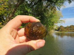 Theliderma intermedia