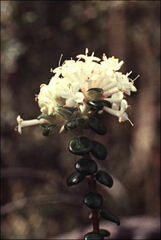 Pimelea nivea