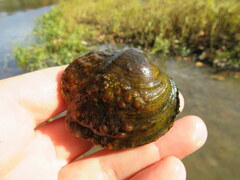 Theliderma intermedia