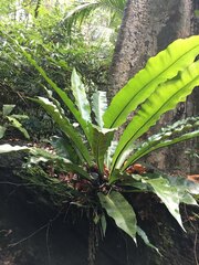 Asplenium serratum