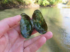 Ptychobranchus subtentus