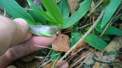 Hermeuptychia intricata