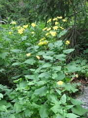Doronicum austriacum