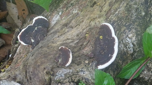Earliella scabrosa