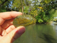 Ptychobranchus subtentus