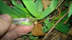 Hermeuptychia intricata
