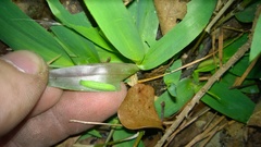 Hermeuptychia intricata