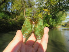 Ptychobranchus subtentus