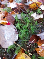 Sphagnum squarrosum