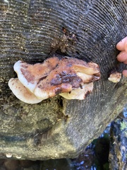 Amylocystis lapponica