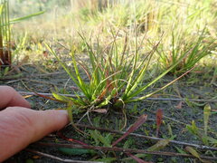 Juncus caespiticius