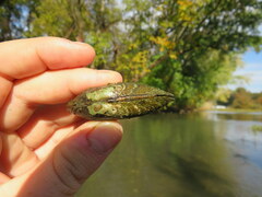 Ptychobranchus subtentus