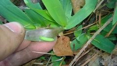 Hermeuptychia intricata