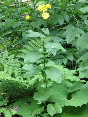 Doronicum austriacum