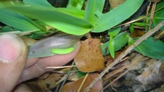 Hermeuptychia intricata