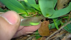 Hermeuptychia intricata