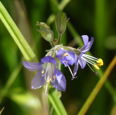 Polemonium