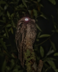 Nyctibius griseus
