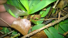 Hermeuptychia intricata