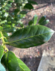Ilex