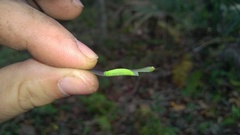 Hermeuptychia intricata