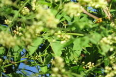 Sapindaceae