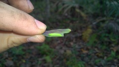 Hermeuptychia intricata