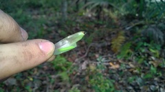 Hermeuptychia intricata