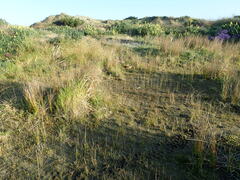 Juncus caespiticius