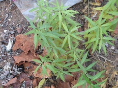 Amsonia illustris
