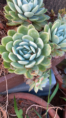 Echeveria elegans