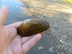 Ptychobranchus subtentus