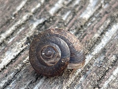 Helminthoglypta nickliniana