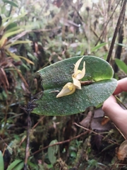 Pleurothallis siphoglossa