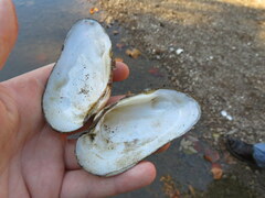 Ptychobranchus subtentus