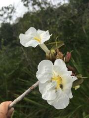 Tabebuia elliptica