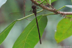 Triacanthagyna trifida