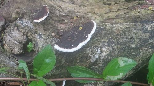 Earliella scabrosa