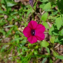 Calibrachoa caesia