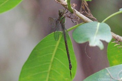 Triacanthagyna trifida