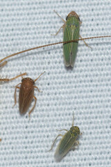 Xyphon reticulatum