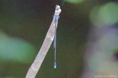 Nehalennia pallidula