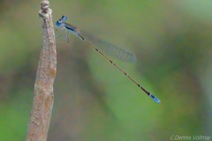 Nehalennia pallidula