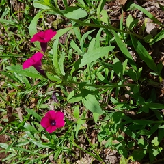 Calibrachoa caesia