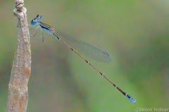 Nehalennia pallidula