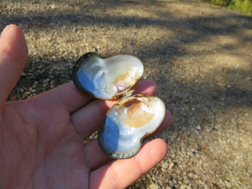 Duck River Dartersnapper