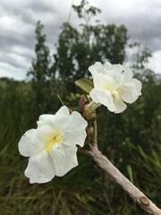 Tabebuia elliptica