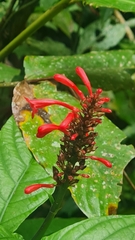 Odontonema