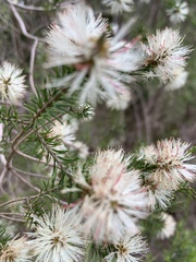 Melaleuca ericifolia
